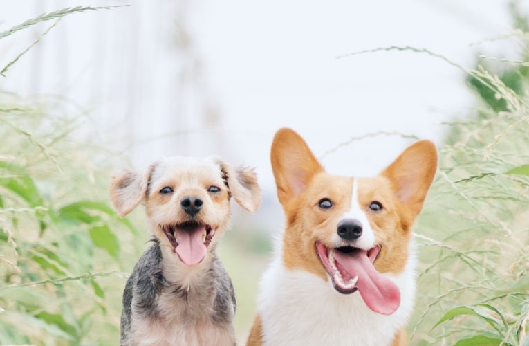 Preventing Home Dog Fights in Gresham